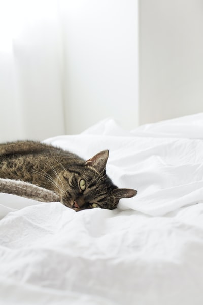 棕色虎斑猫在白色的纺织品
